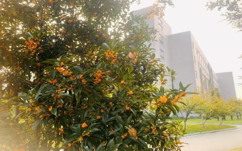 河海大学·丹桂