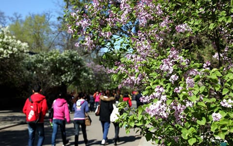 山西农业大学·校园丁香路