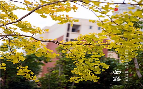 昆明医科大学·白露