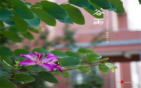 昆明医科大学·谷雨