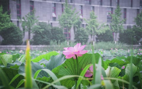 南京大学·校园风光