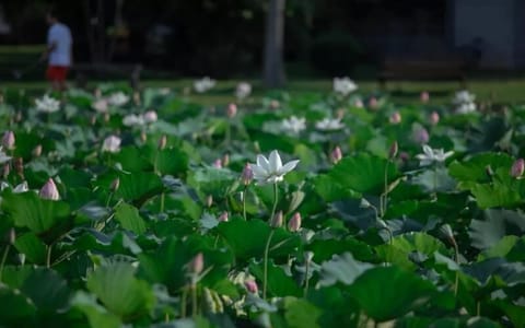 海南大学·菡萏
