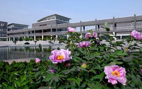 邯郸学院·牡丹