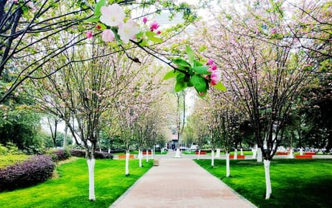 陕西理工大学·海棠闹春