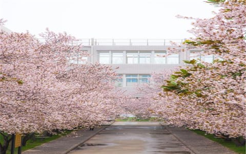 中原工学院·樱花道