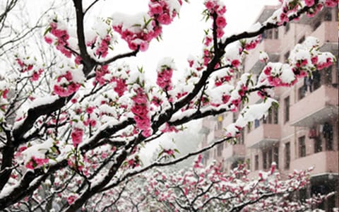 山西农业大学·雪映桃花红