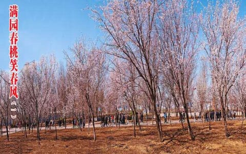 沈阳化工大学·校园春景
