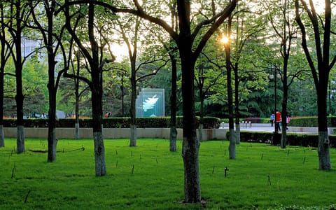 北京理工大学·柿林即景