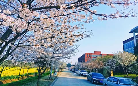 武汉城市学院·樱花大道