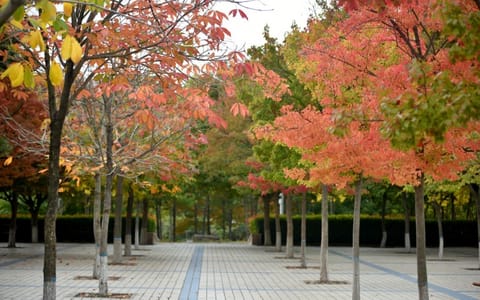 青岛黄海学院·校园风光