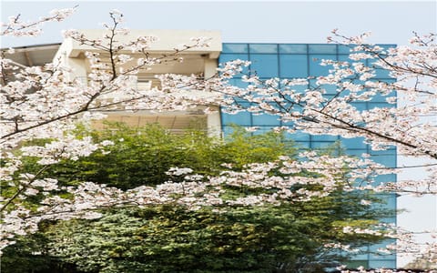 湖北理工学院·湖北理工学院东门樱景