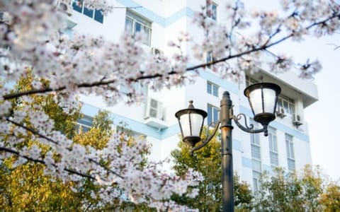 南京中医药大学·樱花2
