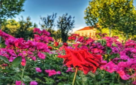 南开大学·花
