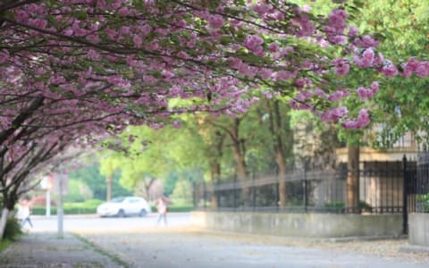 南京中医药大学·樱花林