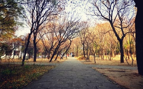 中北大学·树荫小路2