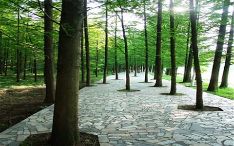 吉首大学·林荫小道