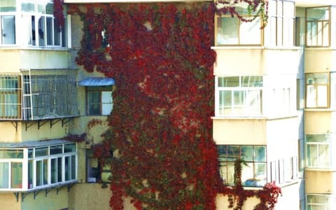 天水师范大学·爬山虎