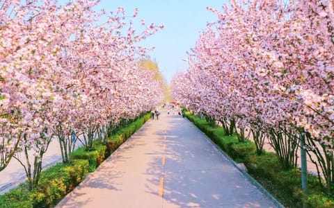 燕京理工学院(河北三河)·花