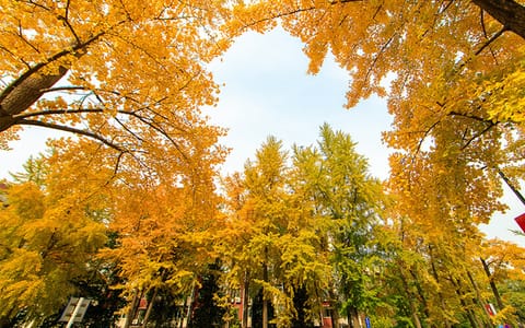 中国人民大学·秋季校园