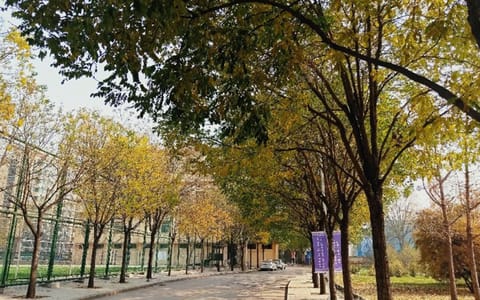 中北大学·树荫小路