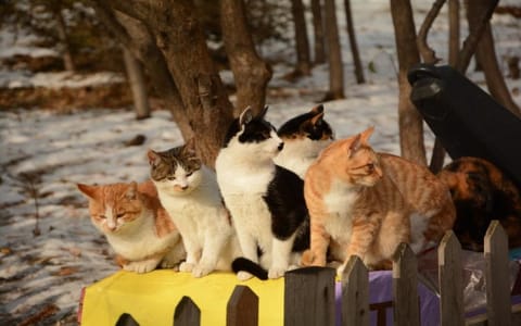 沈阳建筑大学·建大猫语-左看
