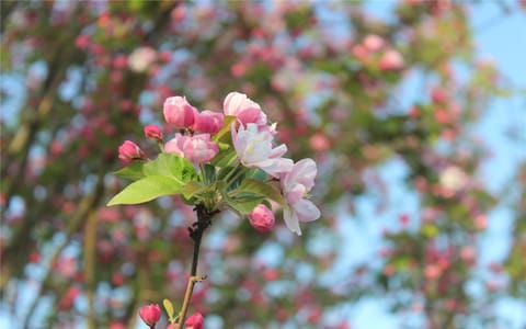 河南工学院·花园美景