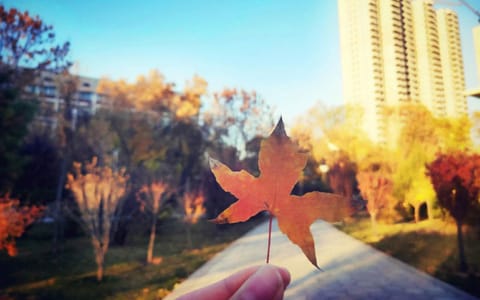 山西财经大学·林荫小路