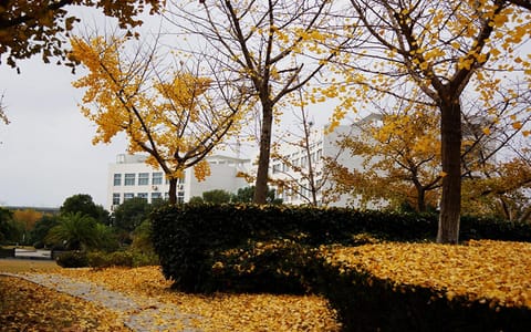 上海第二工业大学·秋日校园