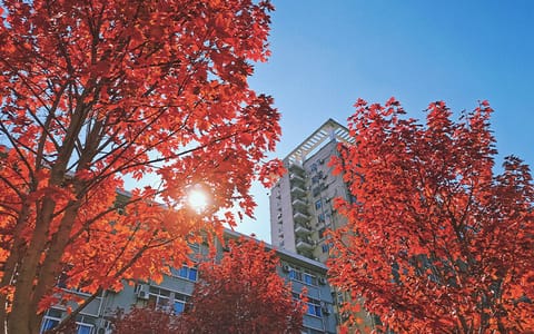 武汉工商学院·工商红枫