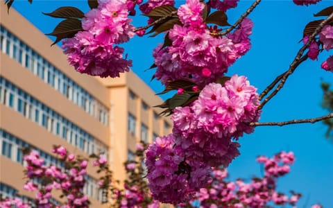 青岛大学·校园风光1