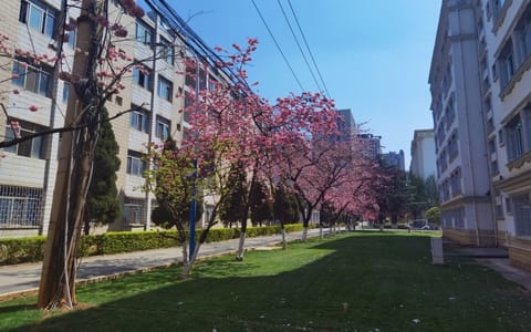 昆明城市学院·海源校区樱花