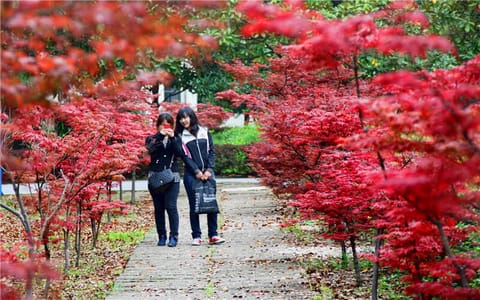 黄冈师范学院·校园枫叶