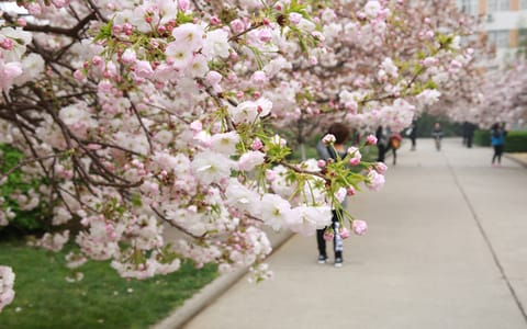 安阳工学院·校园樱花