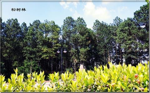 玉林师范学院·松树林