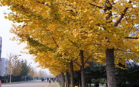 皖西学院·银杏大道