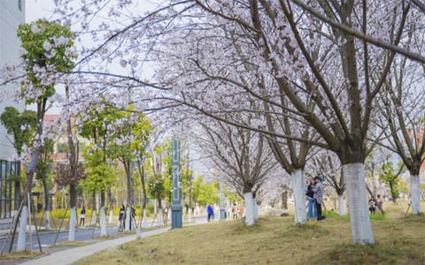 遵义师范学院·浪漫樱花
