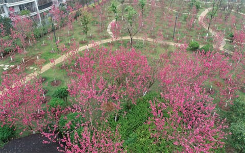 广西中医药大学·桃林
