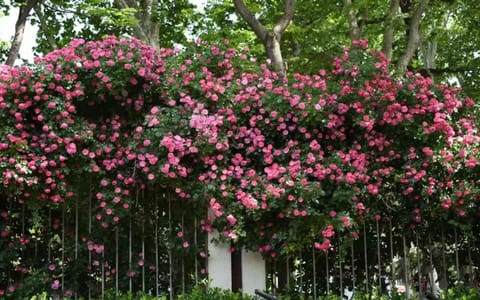 山东农业大学·校园风光