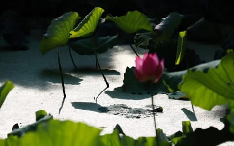 中南财经政法大学·荷花池