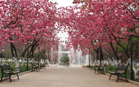 云南警官学院·樱花园
