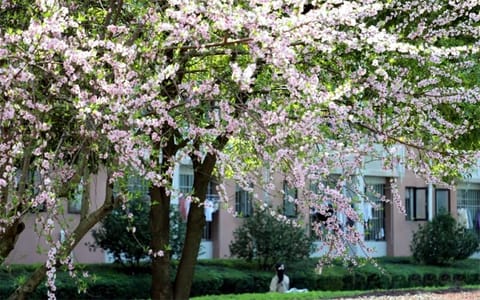 赣南医科大学·赣医花瓣