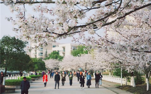 湖北经济学院·湖北经济学院樱花大道