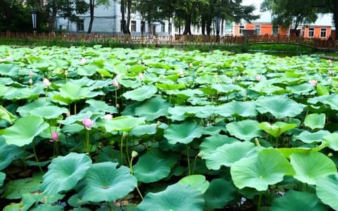 吉林农业科技学院·荷塘
