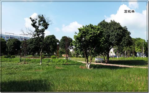 玉林师范学院·荔枝林