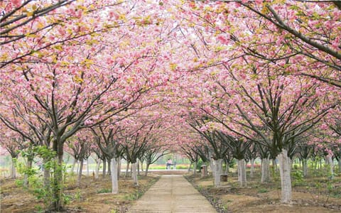 黄冈师范学院·校园桃花