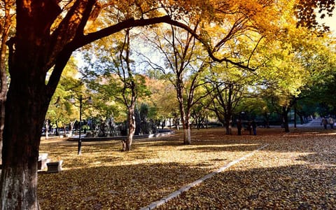 山东大学·校园风光