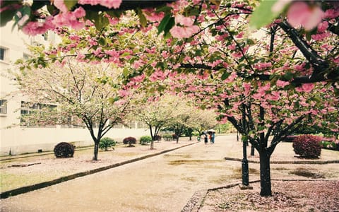 湖北师范大学·湖北师范大学熳灿樱花