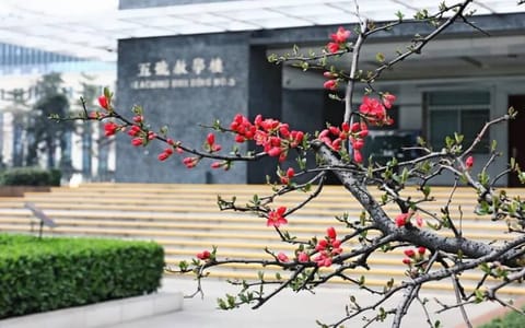 西安音乐学院·花2