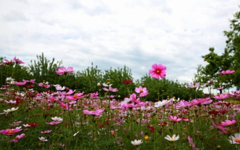 成都中医药大学·成都中医药大学5