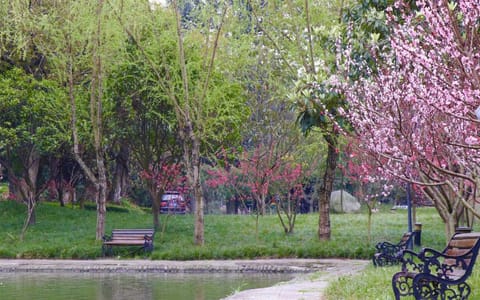 四川电影电视学院（成都）·安仁校区光相湖春景